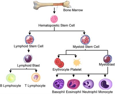 An efficient decision support system for leukemia identification utilizing nature-inspired deep feature optimization